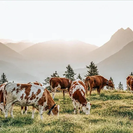 Cabin8 Alpine Flair Apartment